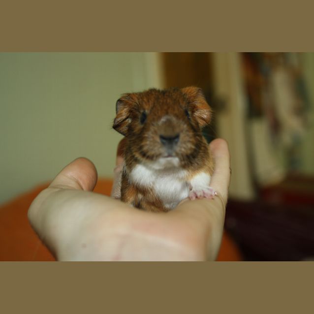 Photo of Annabelle