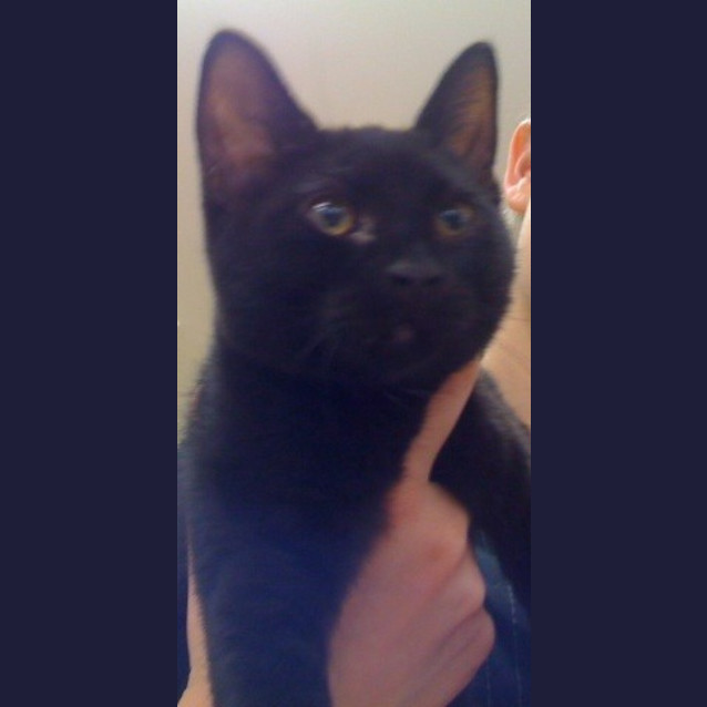 Photo of Gidget