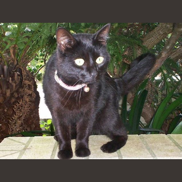 Photo of Black Betty