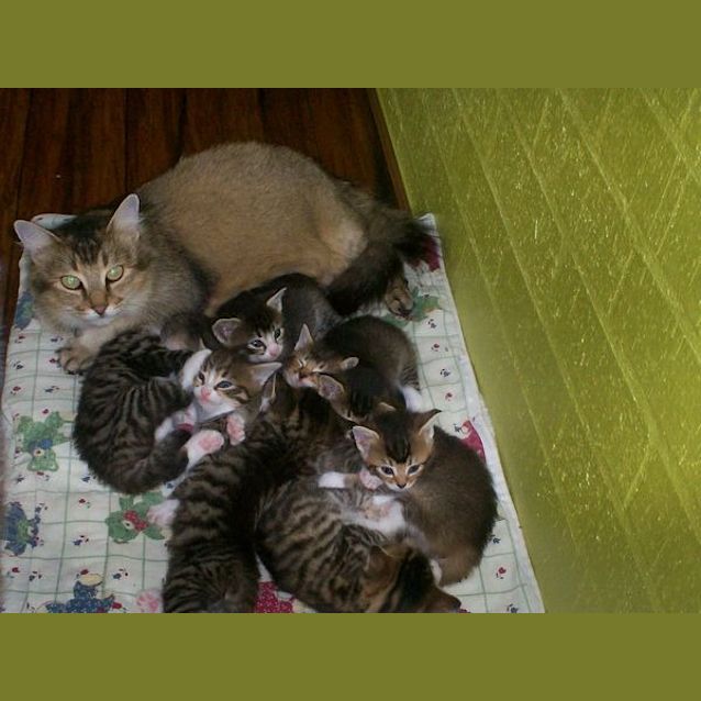 Photo of Poss  Her New Babies