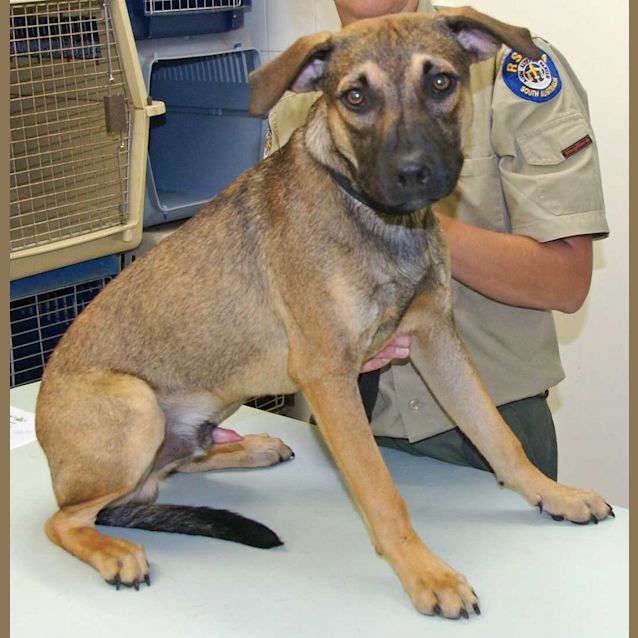 Photo of Cougar