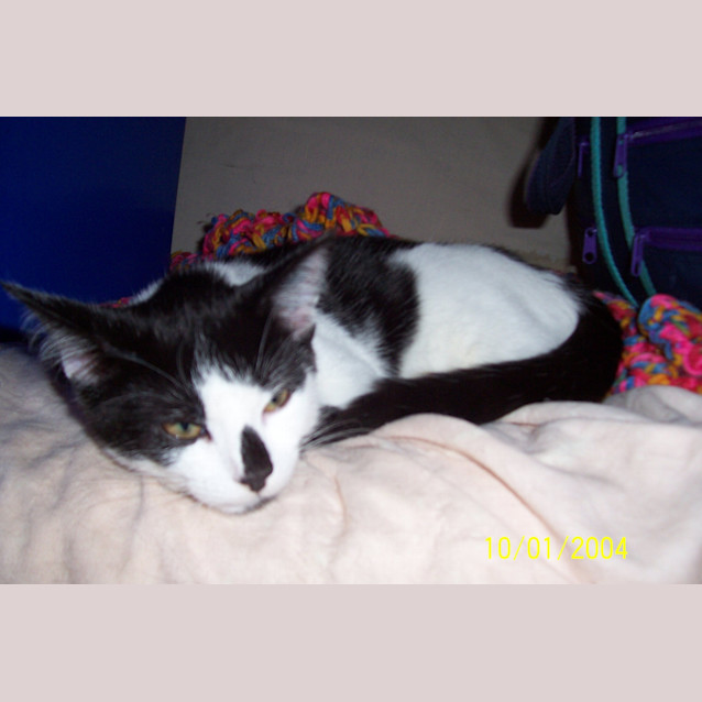 Photo of Pebbles