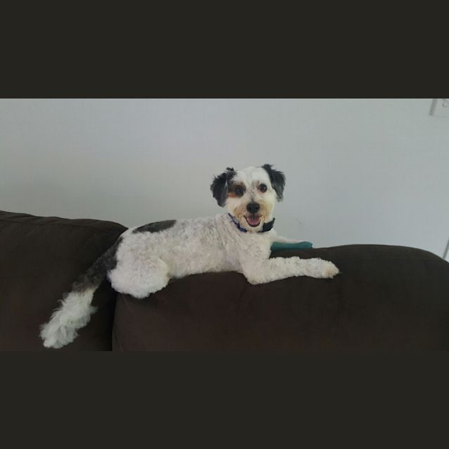 Photo of Cookie