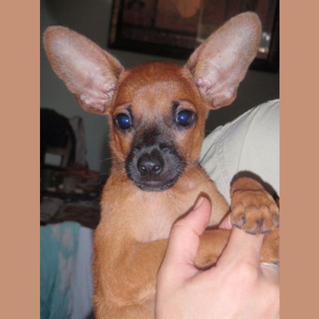 Photo of Taco