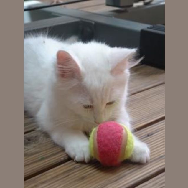 Photo of Lotty