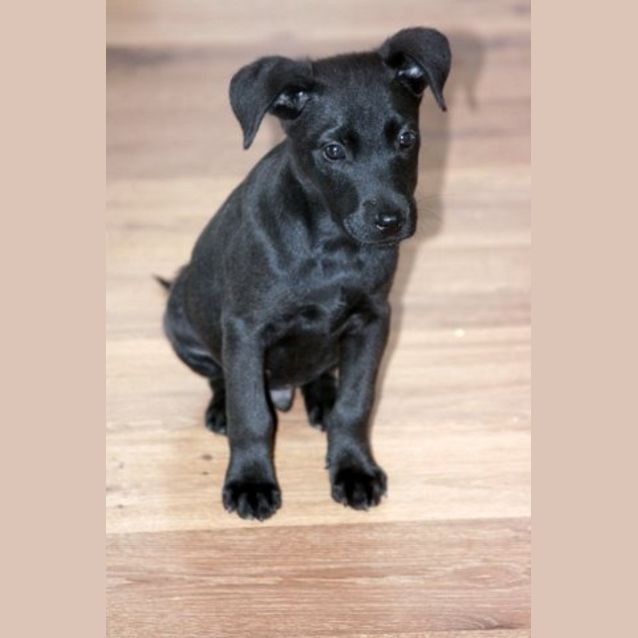 Photo of Blade