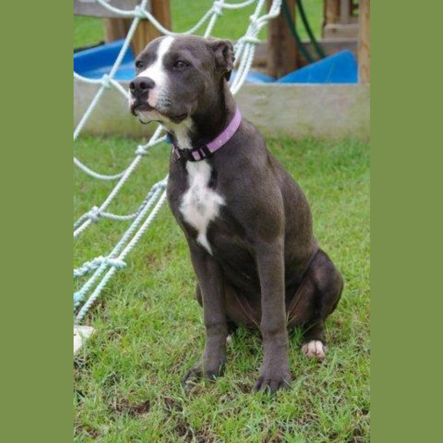 Photo of Stella