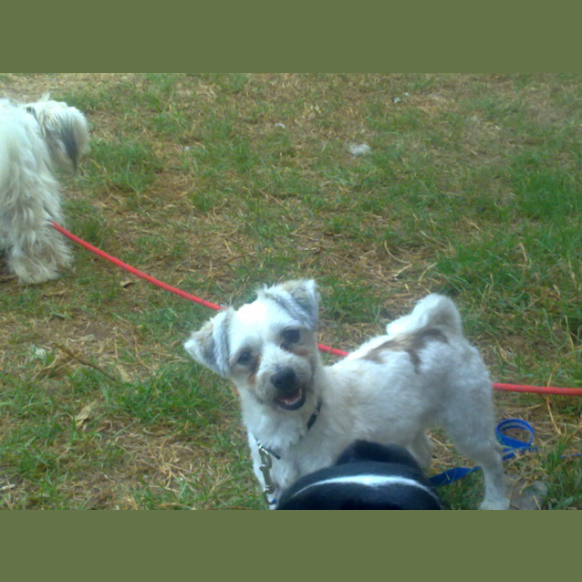 Photo of Tilly/Lilli