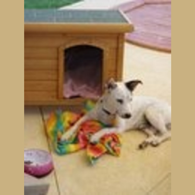 Photo of Little Joe *Adoption Pending*
