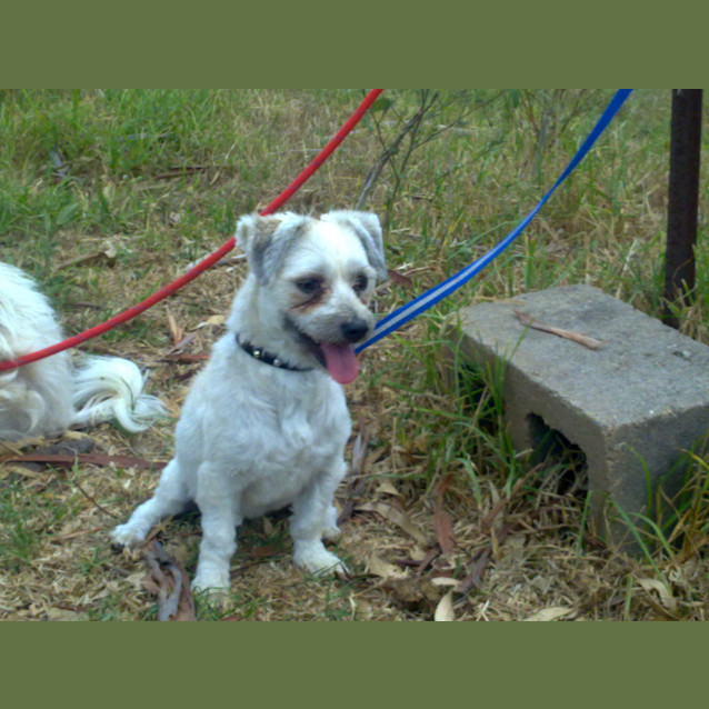 Photo of Tilly/Lilli