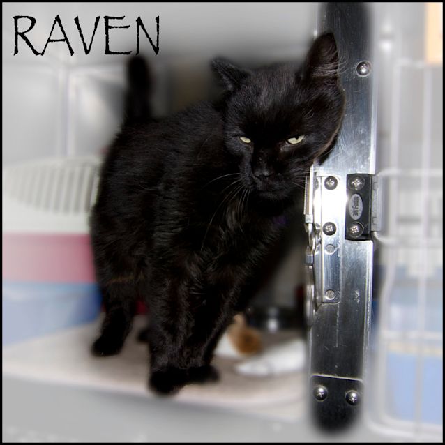 Photo of Raven