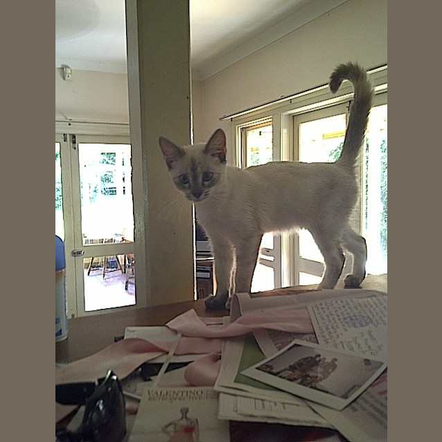 Photo of Possum