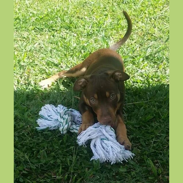 Photo of Choco 