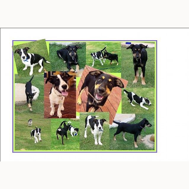 Photo of Ebony Adopted