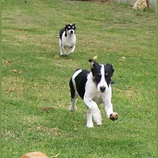 Photo of Pepper   Adopted