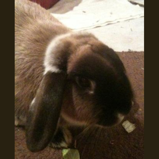 Photo of Rupert And Ruby