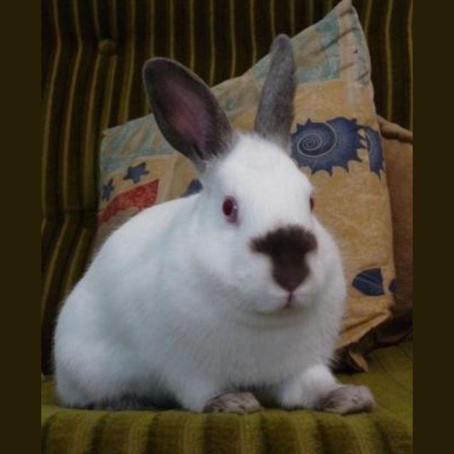 Photo of Lulu