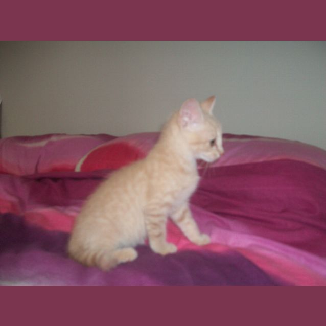Photo of Opus