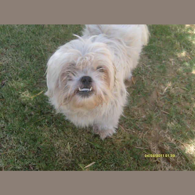 Photo of Urgent Foster Care For Pound Dog