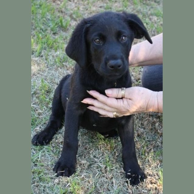 Photo of Indianna *On Trial*