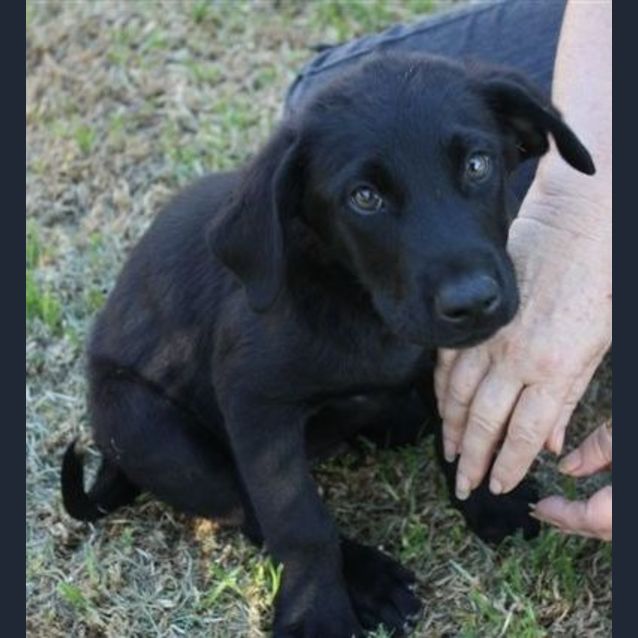 Photo of Flynn *On Trial*