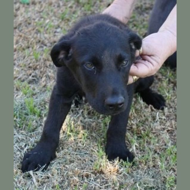 Photo of Flynn *On Trial*