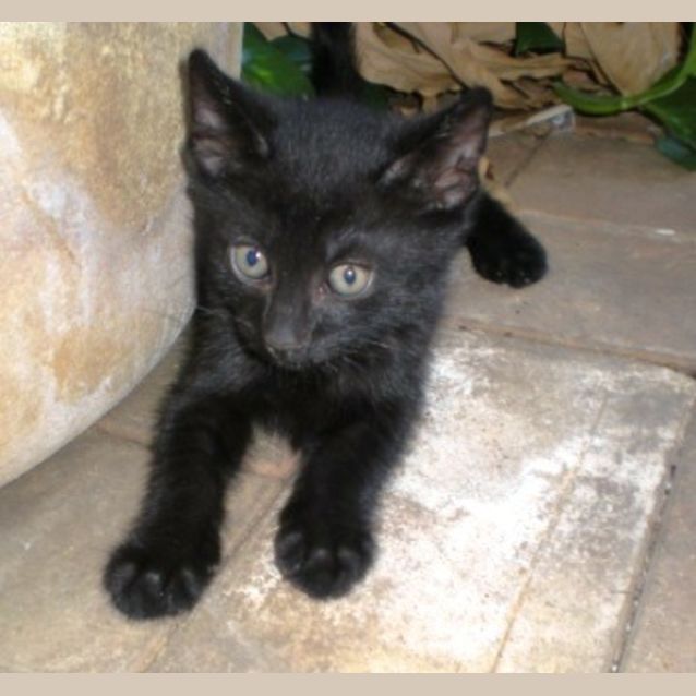 Photo of Mixed Kittens