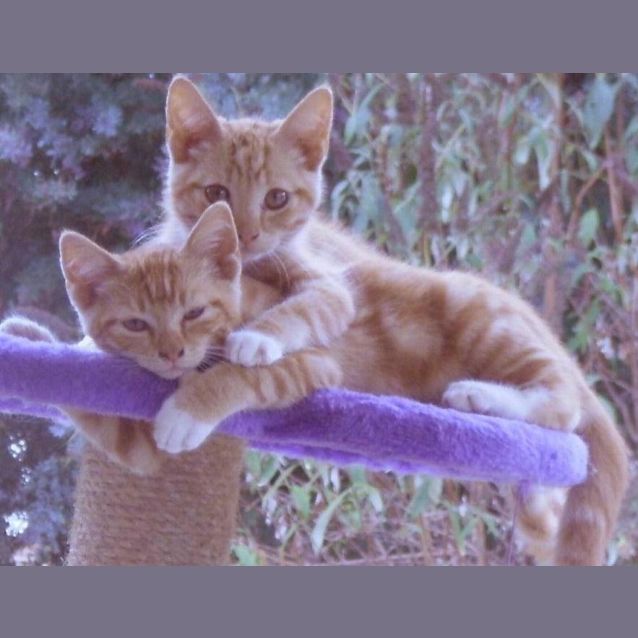 Photo of Fanta And Fizz