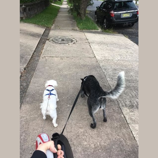 Photo of Paddy ~ 6yo Cattle Dog (On Trial 21/4/17)