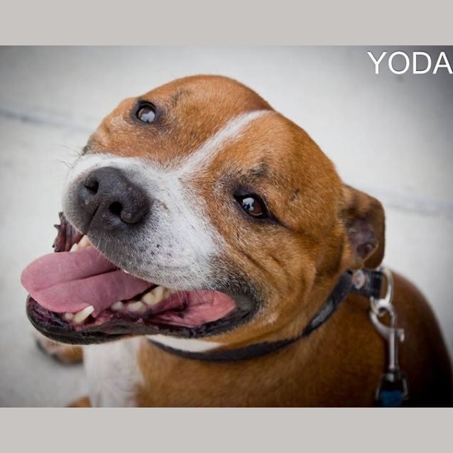 Photo of Yoda