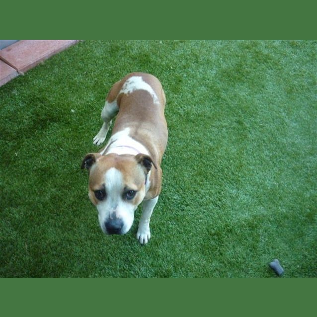 Photo of Indie