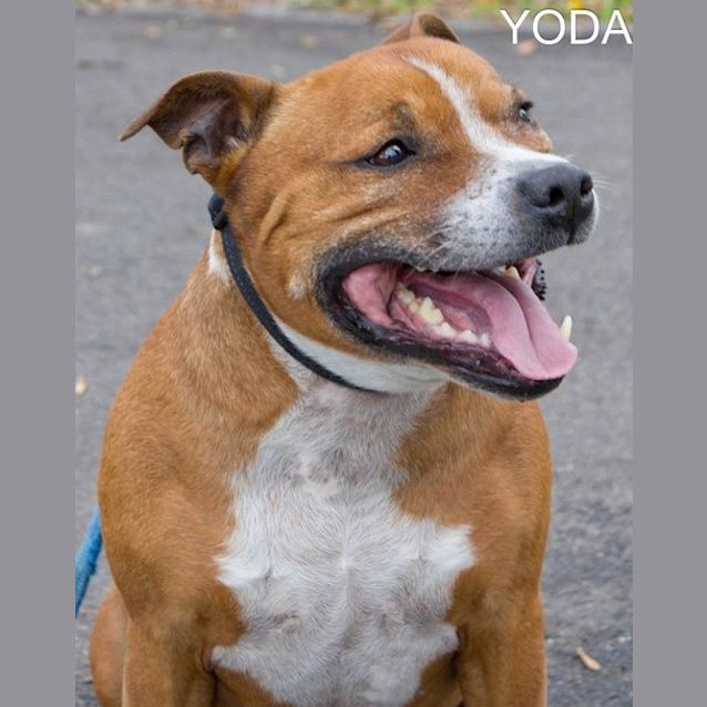 Photo of Yoda