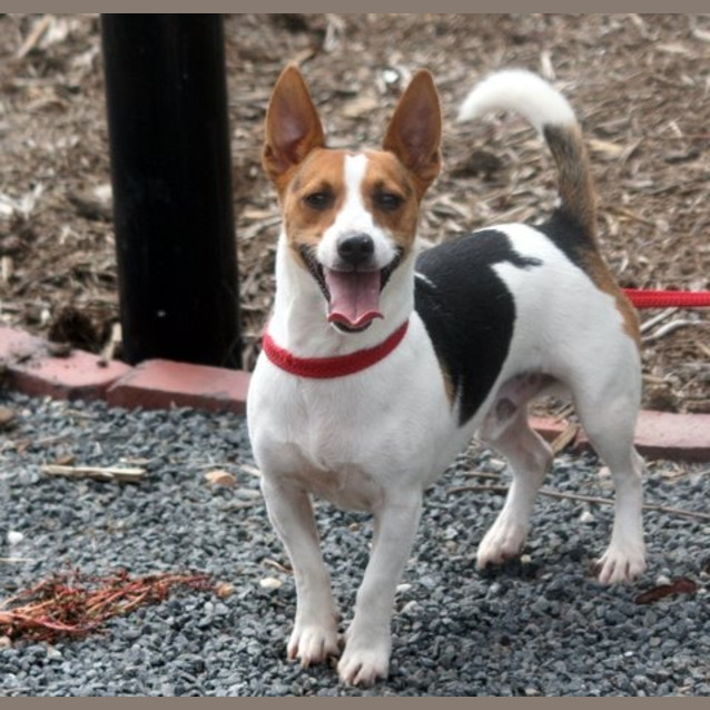Photo of Patch