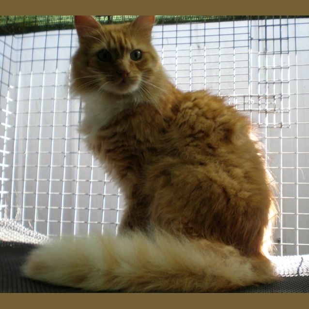 Photo of Ginger
