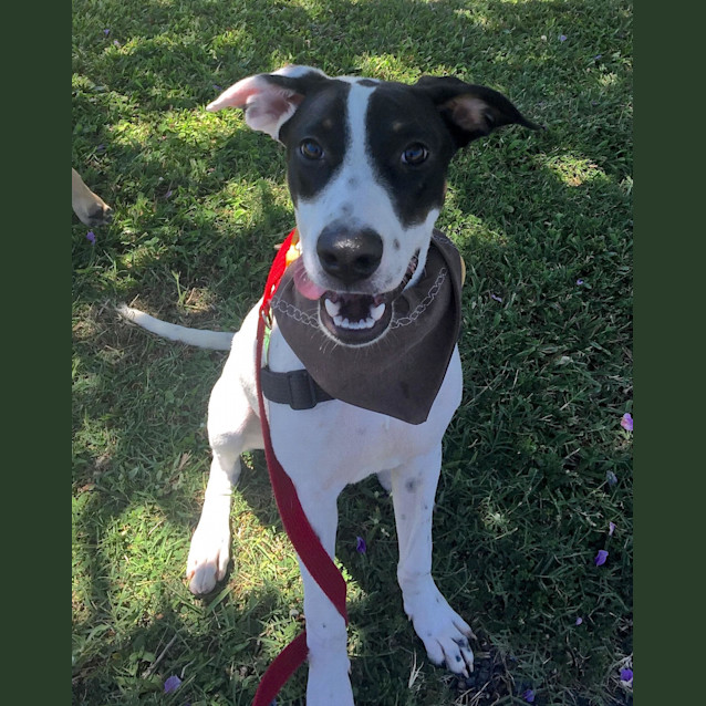 Photo of Duey