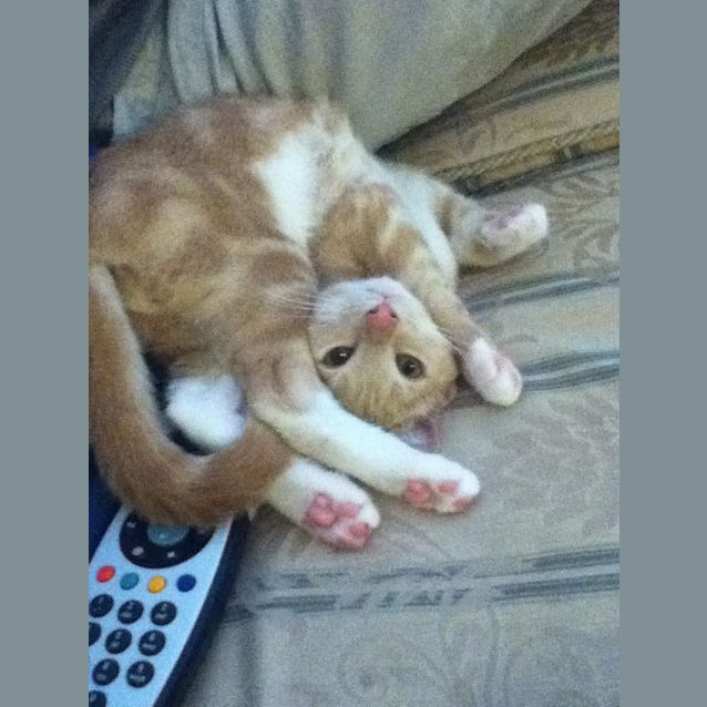 Photo of Noodles