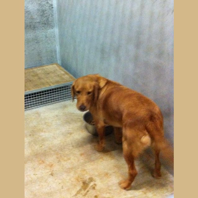 Photo of Albert Inpounded Needs Foster/Carer