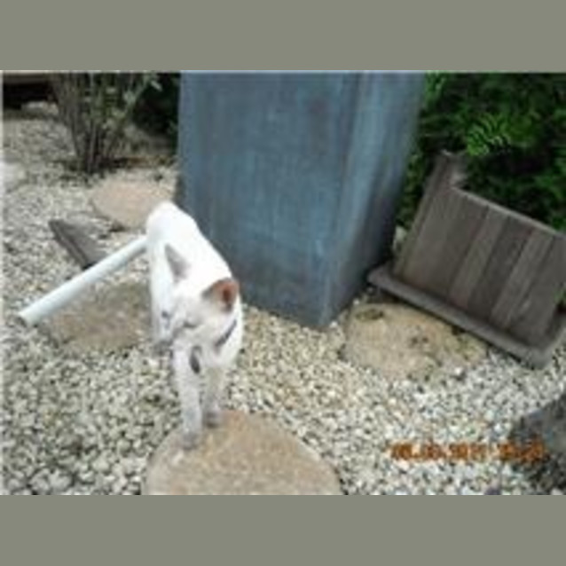 Photo of Asha