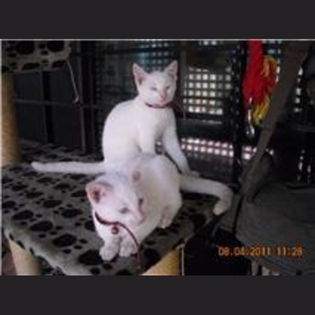 Photo of Whitey