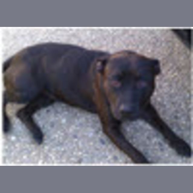Photo of Penny ***On Hold***