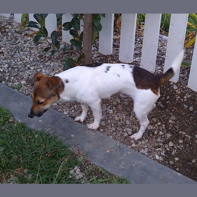 Photo of Saxon ***On Hold***