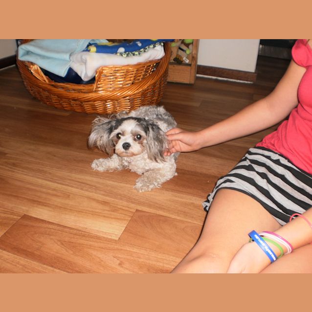 Photo of Sally ***Adoption Pending***