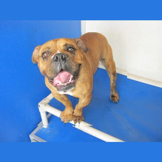 Photo of Chops