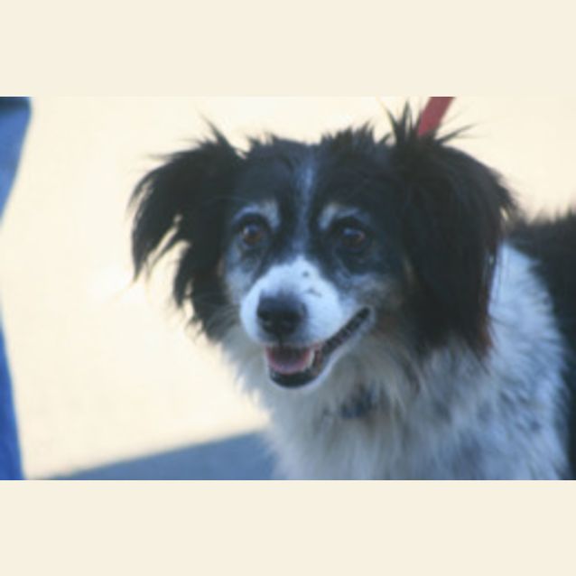 Photo of Roley   On Hold