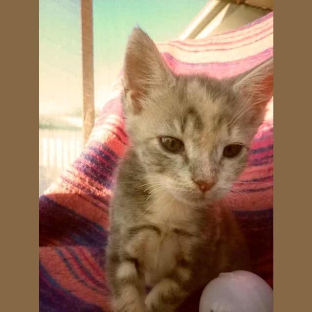 Photo of Sweetie Pie *Adoption Pending*