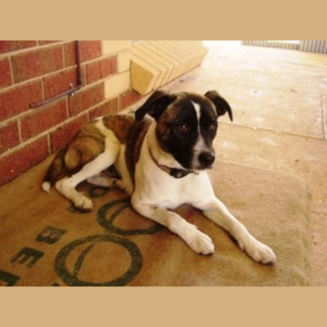 Photo of Keeta   Adoption Pending
