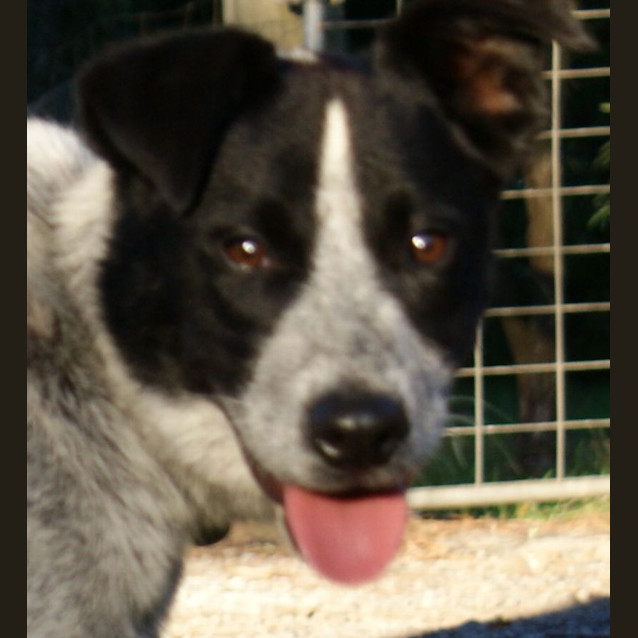 Photo of Bandit