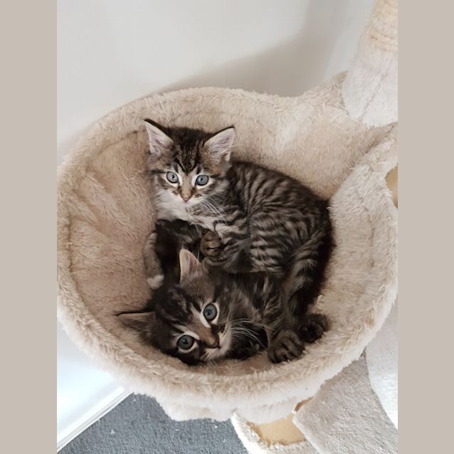 Photo of Louise   Available Approx 17th June 