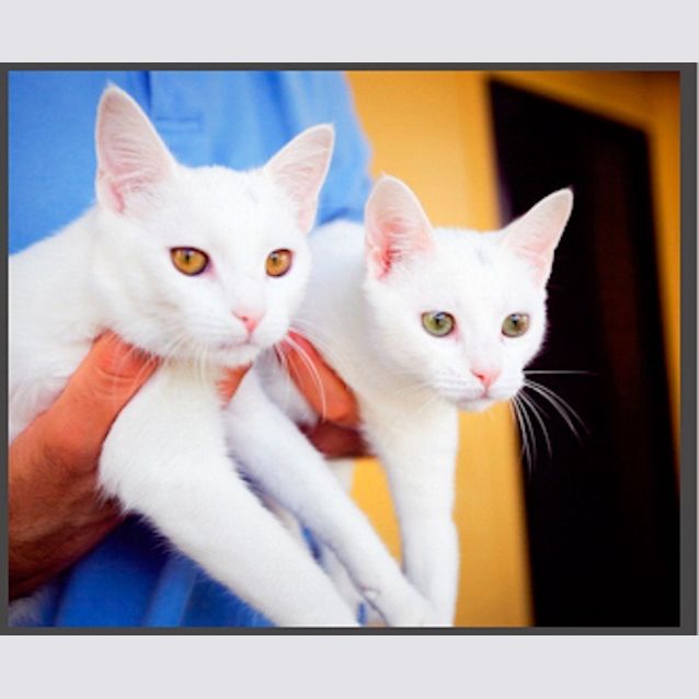 Photo of Schmidt & Smokey Joe