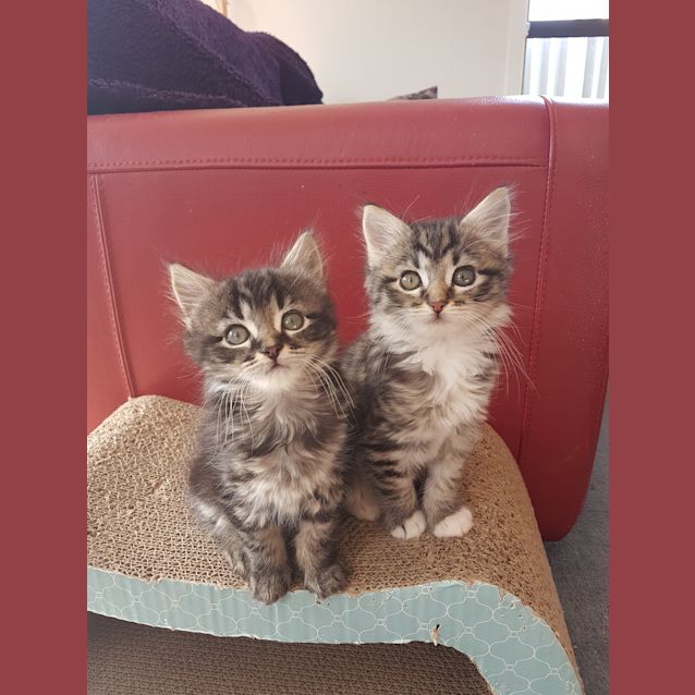 Photo of Louise   Available Approx 17th June 